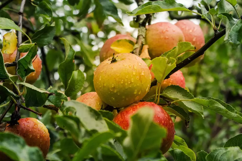 Toto Apple Id Není Aktivní