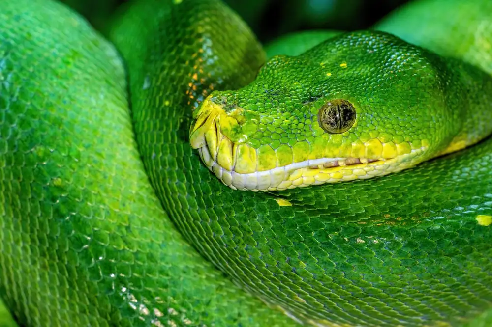 What Is Python